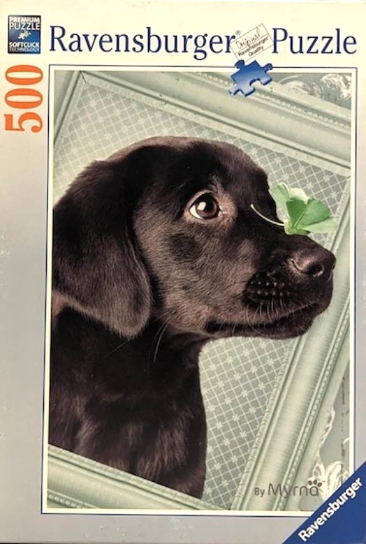 A close-up portrait of a black Labrador puppy looking at a four-leaf clover on its nose through a picture frame.