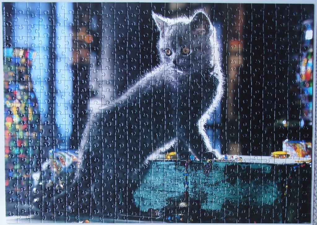 A fluffy grey kitten sitting on a turquoise wooden surface in front of a dark, bokeh-lit background.