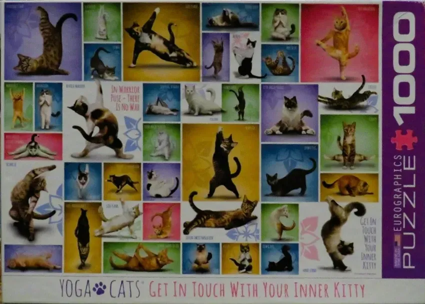A collage of various cat breeds in different yoga poses against colorful backgrounds.