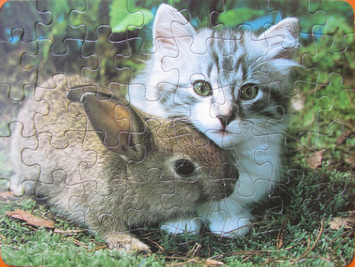 A close-up photograph of a fluffy grey-and-white kitten resting its head beside a small brown rabbit in green grass.