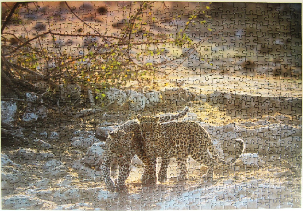 Two leopards walking together through a dry, sunlit African landscape.
