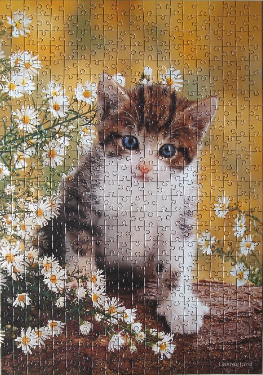 A close-up photograph of a fluffy tabby and white kitten sitting among white daisies against a warm, golden background.