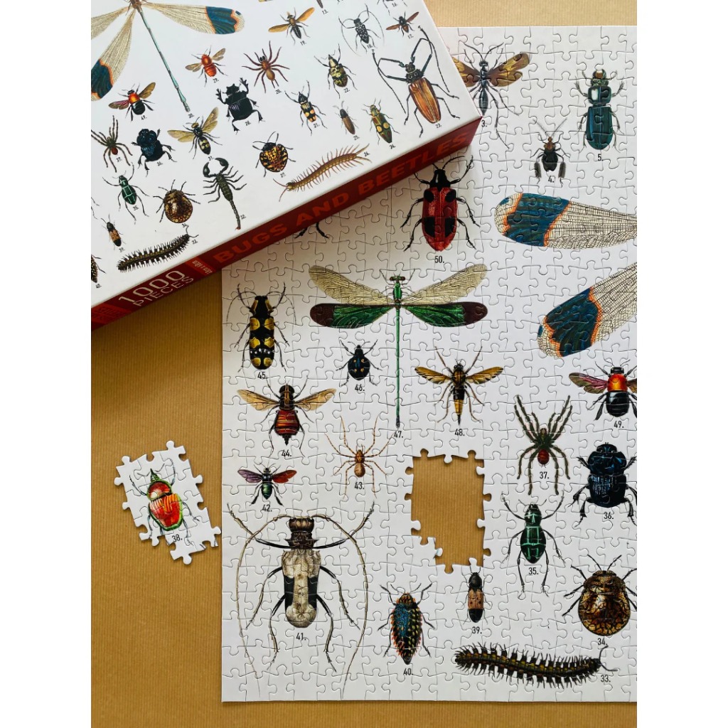 A scientific illustration of various insects, beetles, and spiders arranged on a white background.