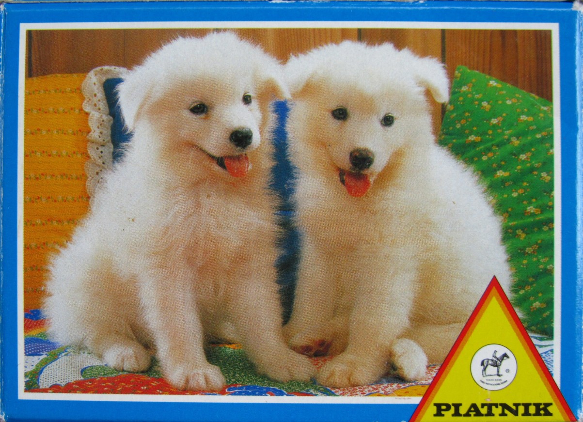 Two fluffy white puppies sitting together on a quilt with colorful pillows in the background.