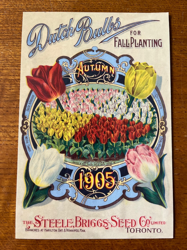 Vintage botanical illustration of colorful tulips in a decorative oval frame, titled Dutch Bulbs for Fall Planting.