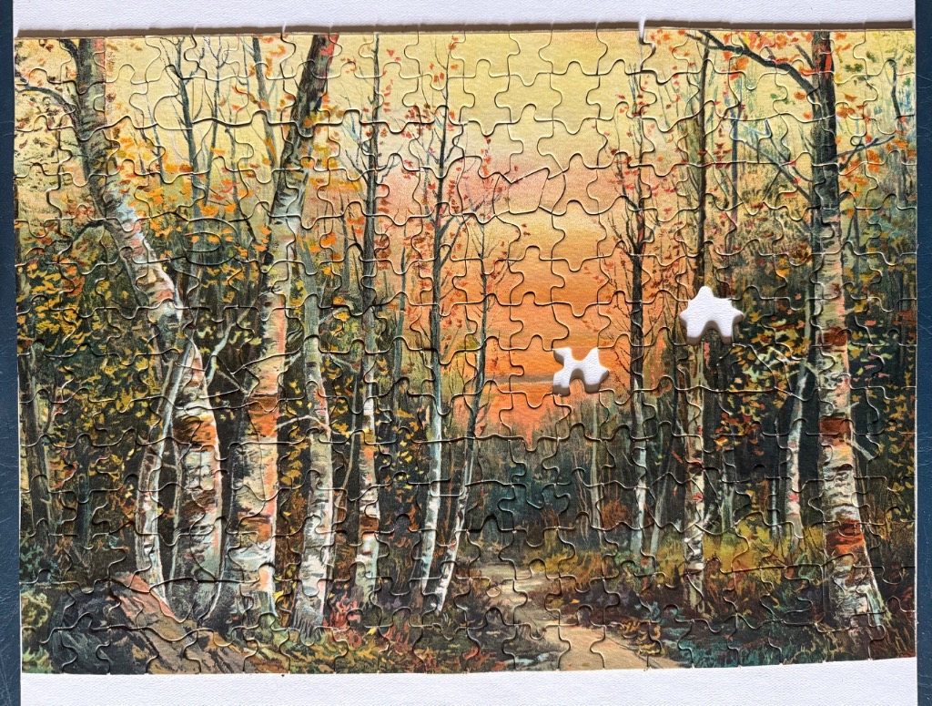 A wooded forest scene in autumn at sunset with tall birch trees and golden orange light.
