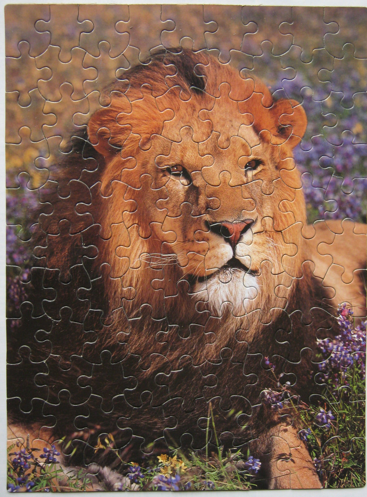A male lion with a large, full mane resting in a field of purple lupine flowers.