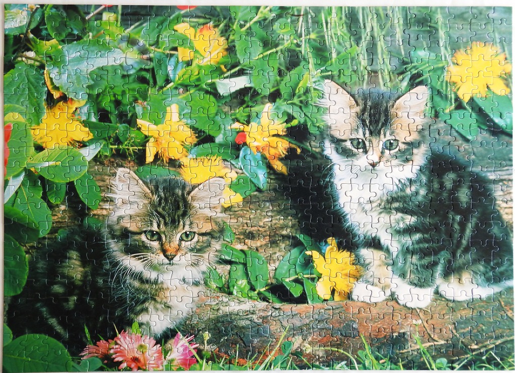 Two fluffy tabby kittens sitting in a vibrant garden with yellow flowers.