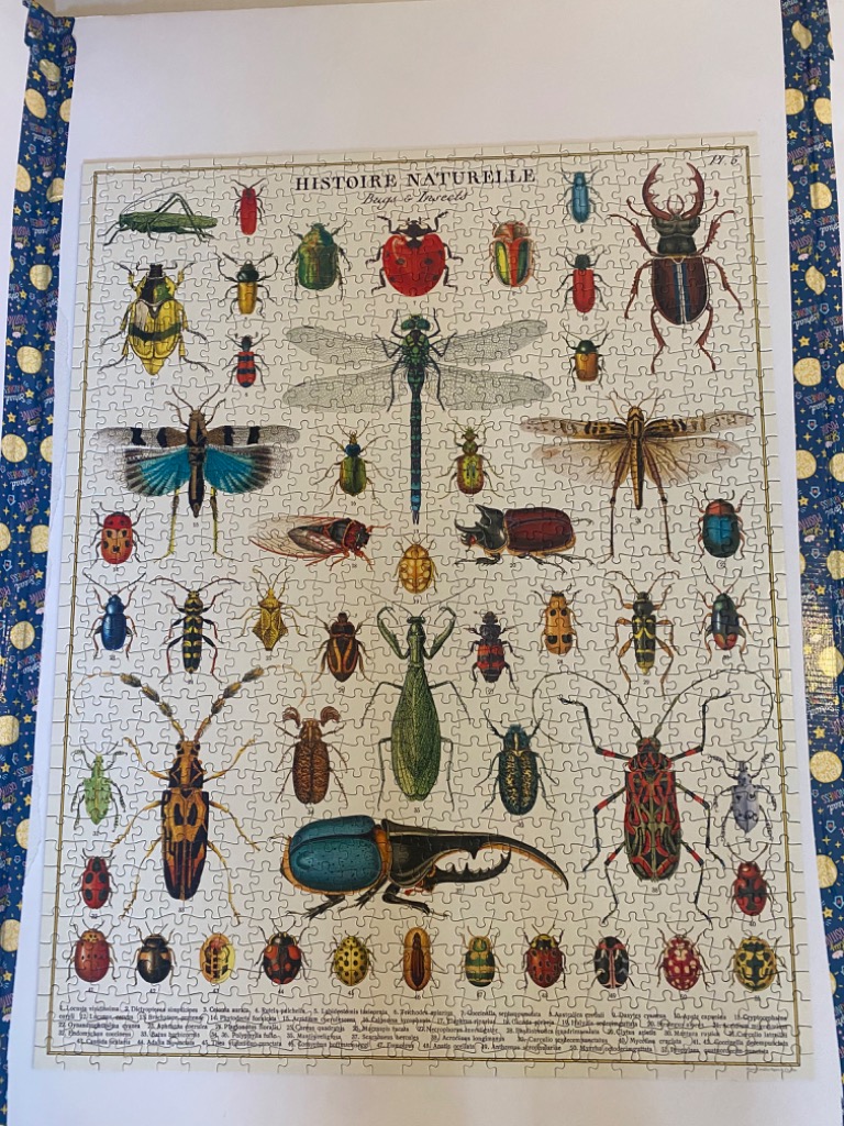 Vintage-style biological illustration featuring a variety of colorful insects and beetles on a cream background.