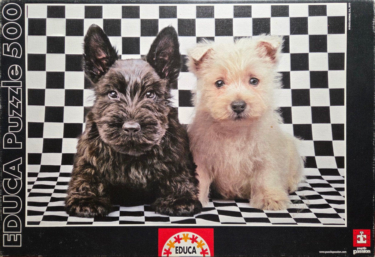 A black Scottish Terrier and a white West Highland White Terrier puppy sitting in front of a black and white checkerboard.