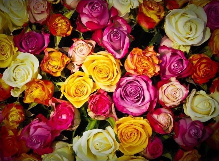 A dense, vibrant arrangement of multicolored roses in shades of yellow, pink, orange, and white.