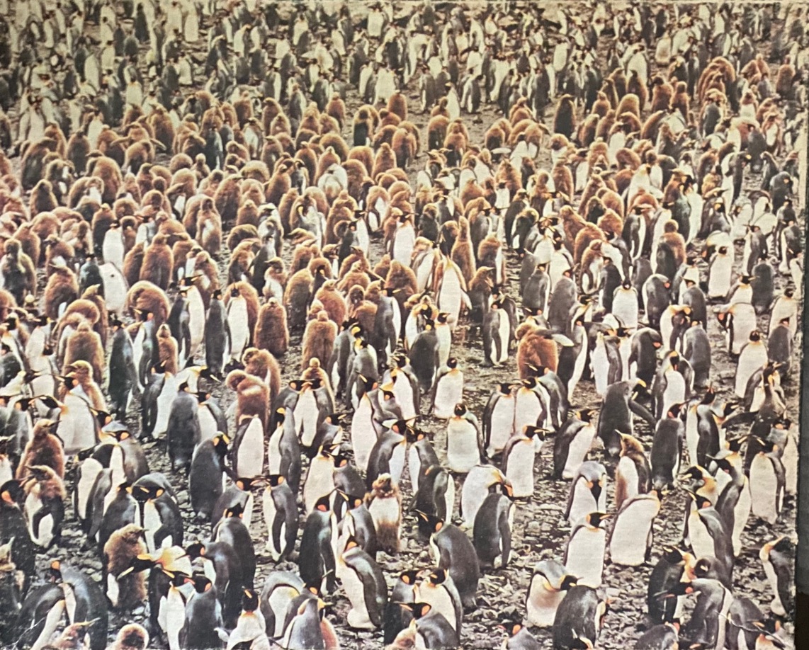A dense, wide-angle photograph of an enormous colony of king penguins standing on rocky ground.