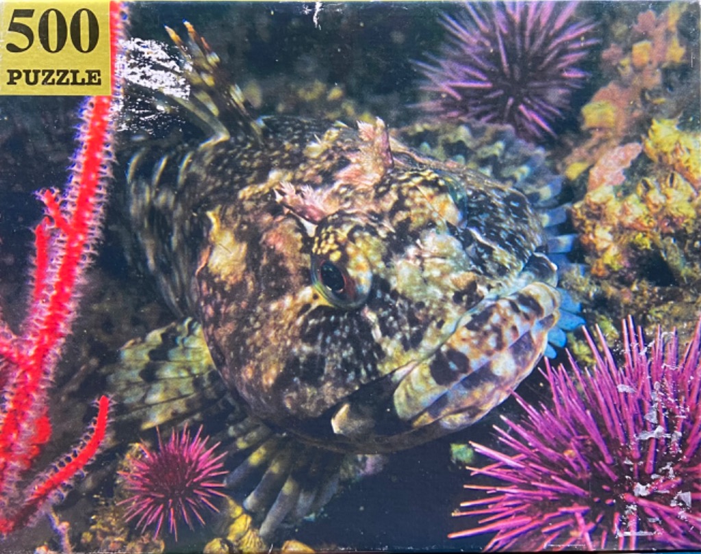 A close-up photograph of a mottled sculpin fish resting among vibrant sea urchins and coral on the ocean floor.