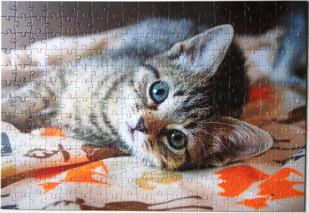 A close-up photograph of a tabby kitten with striking blue-green eyes lying on a patterned blanket.