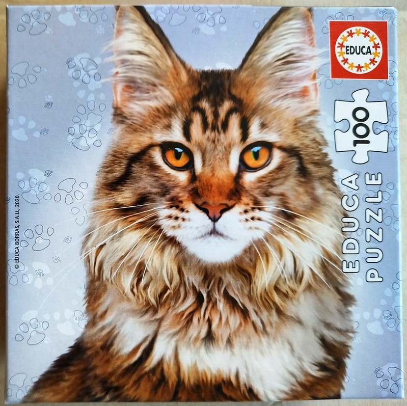 A close-up portrait of a majestic brown tabby Maine Coon cat against a light grey background with paw print patterns.