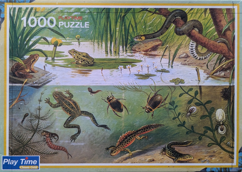 A split-view illustration of a pond ecosystem featuring frogs, a snake, tadpoles, insects, and newts.