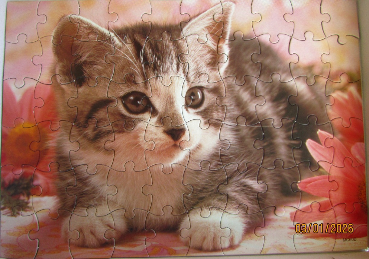 A close-up photograph of a fluffy grey and white tabby kitten nestled among bright pink flowers.