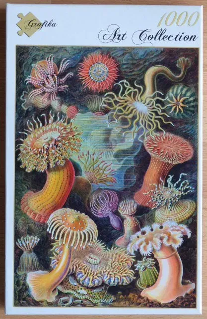 A detailed scientific illustration of various colorful sea anemones against a dark, textured background.