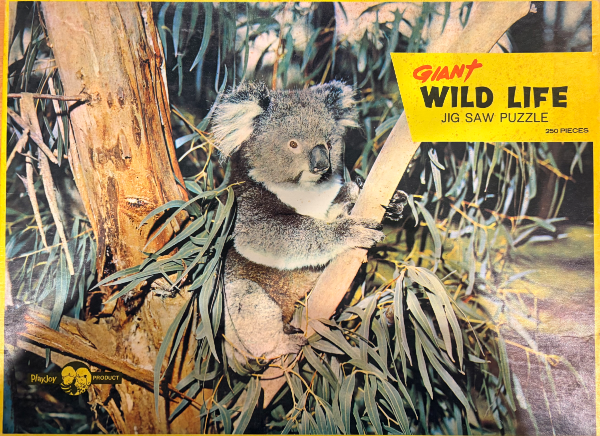 A koala perched in a eucalyptus tree, gripping a branch with its dark claws.