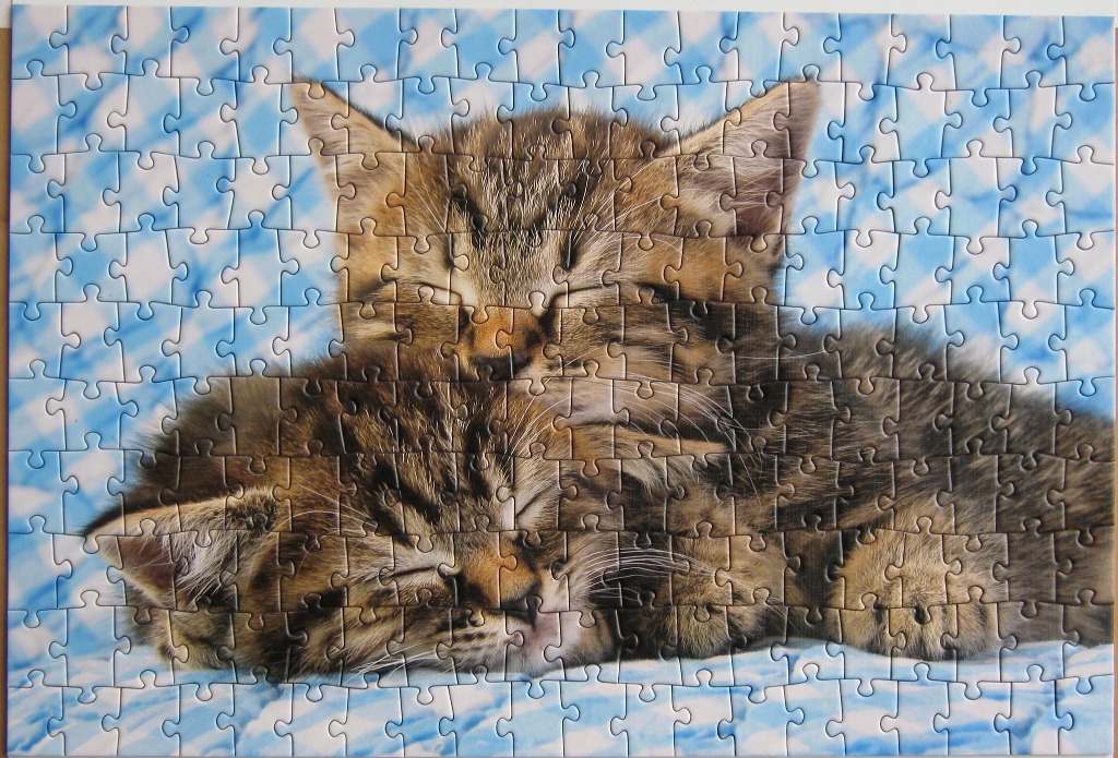 Two tabby kittens sleeping curled together against a blue and white checkered background.