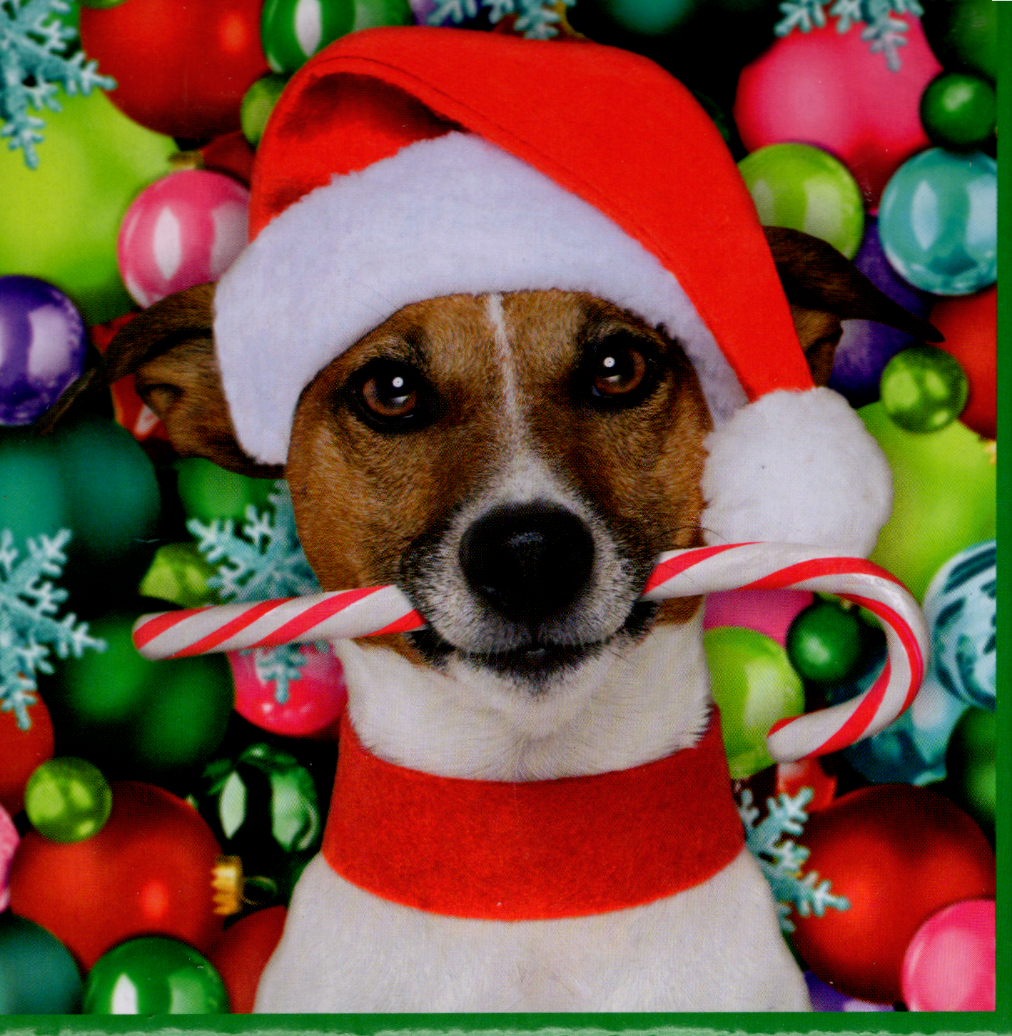 A close-up photograph of a Jack Russell Terrier wearing a Santa hat and holding a candy cane in its mouth.
