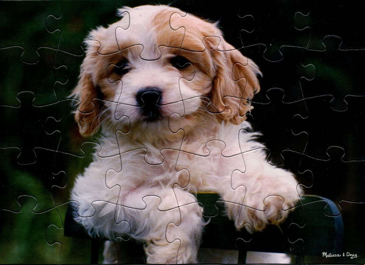 A close-up portrait of a fluffy cream and tan puppy resting its paws on a dark ledge.