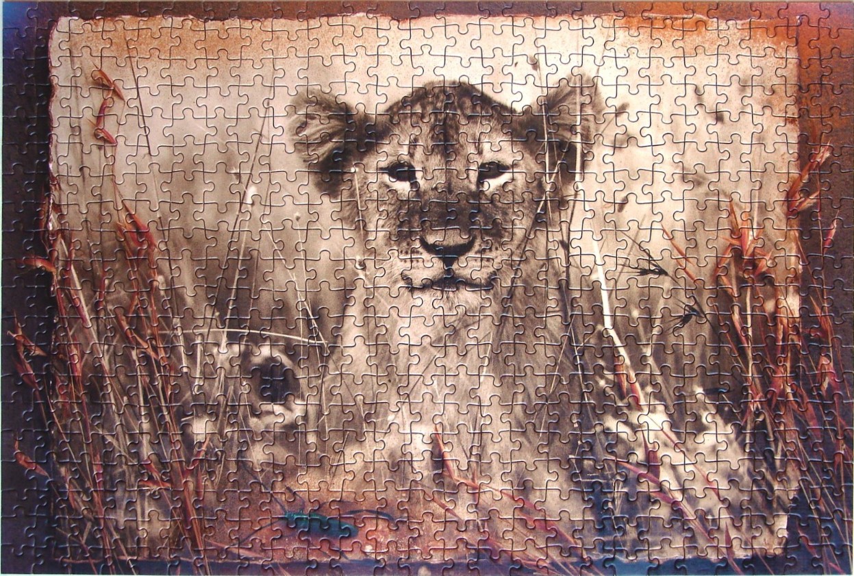 A close-up portrait of a lion cub peering through tall, dry grass in a sepia-toned artistic style.