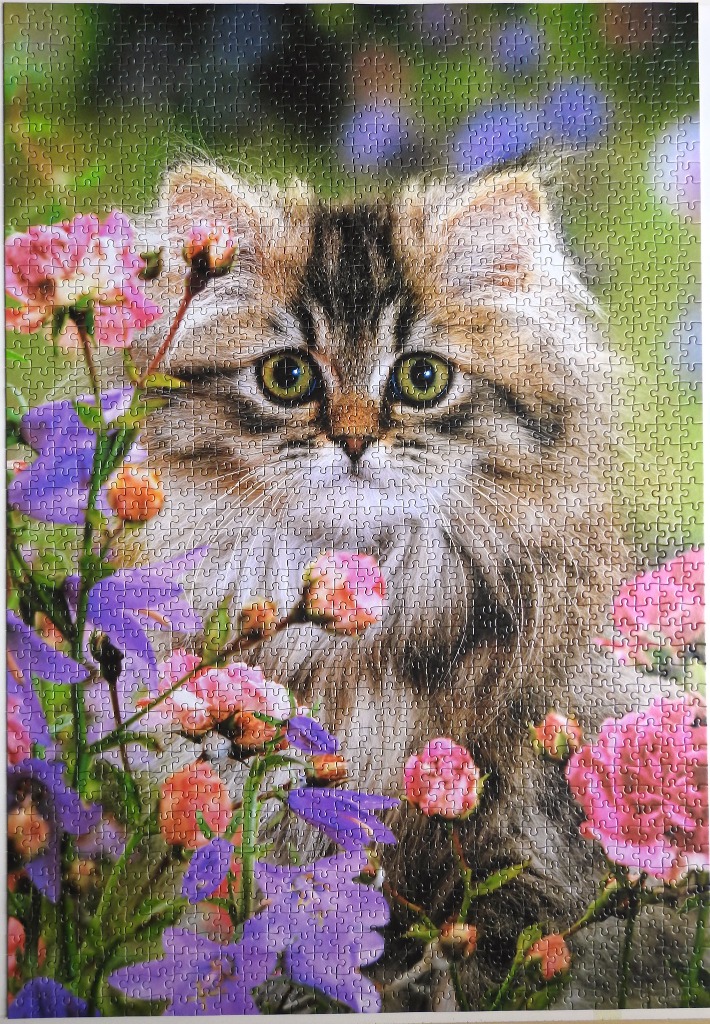 A fluffy brown tabby kitten looking directly at the viewer, surrounded by pink and purple flowers in a garden.