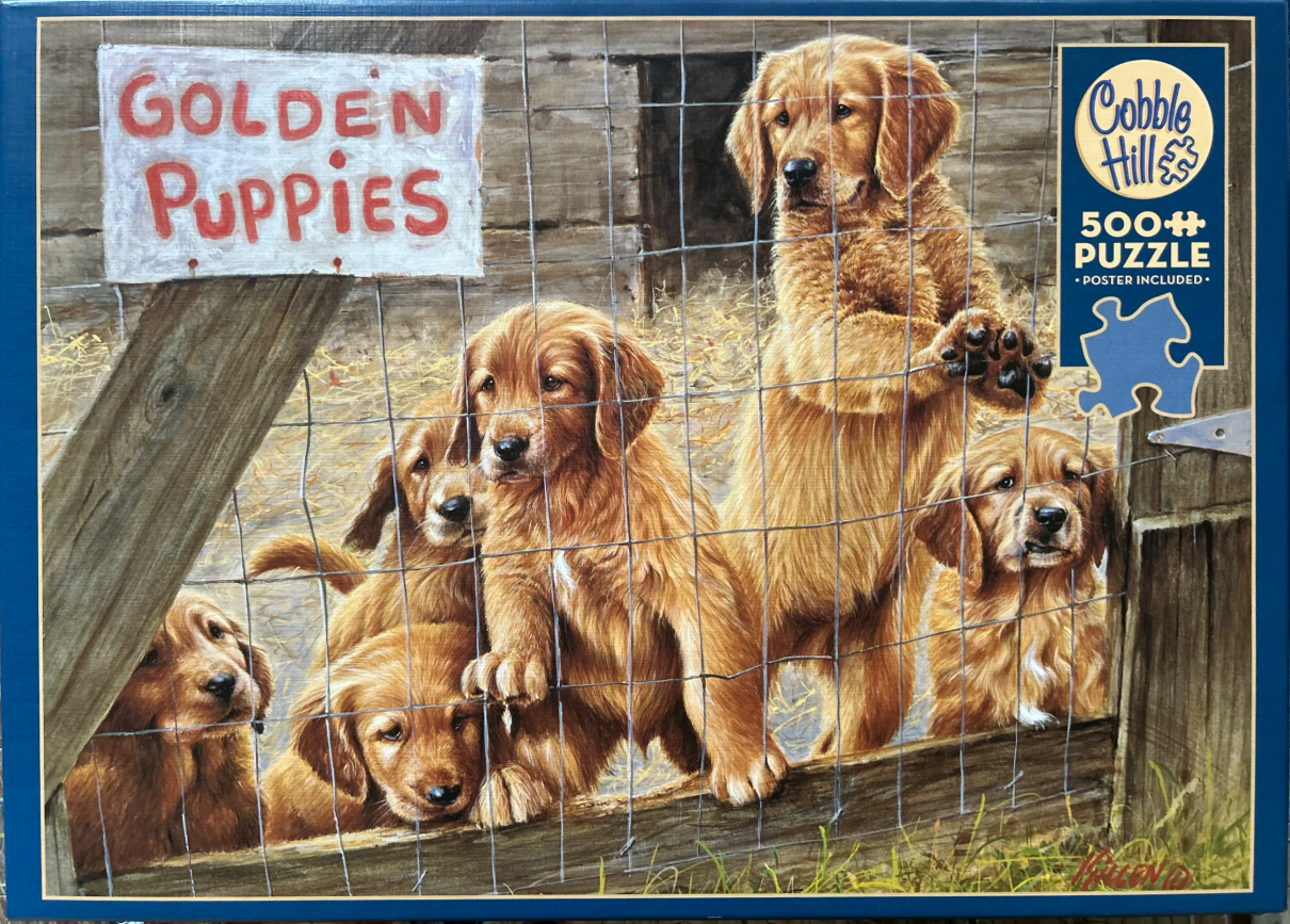 Five golden retriever puppies peering through a wire fence in front of a rustic wooden shed.