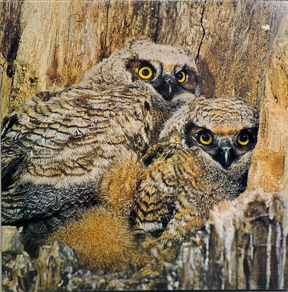 Two great horned owl owlets huddled together in a hollow tree trunk