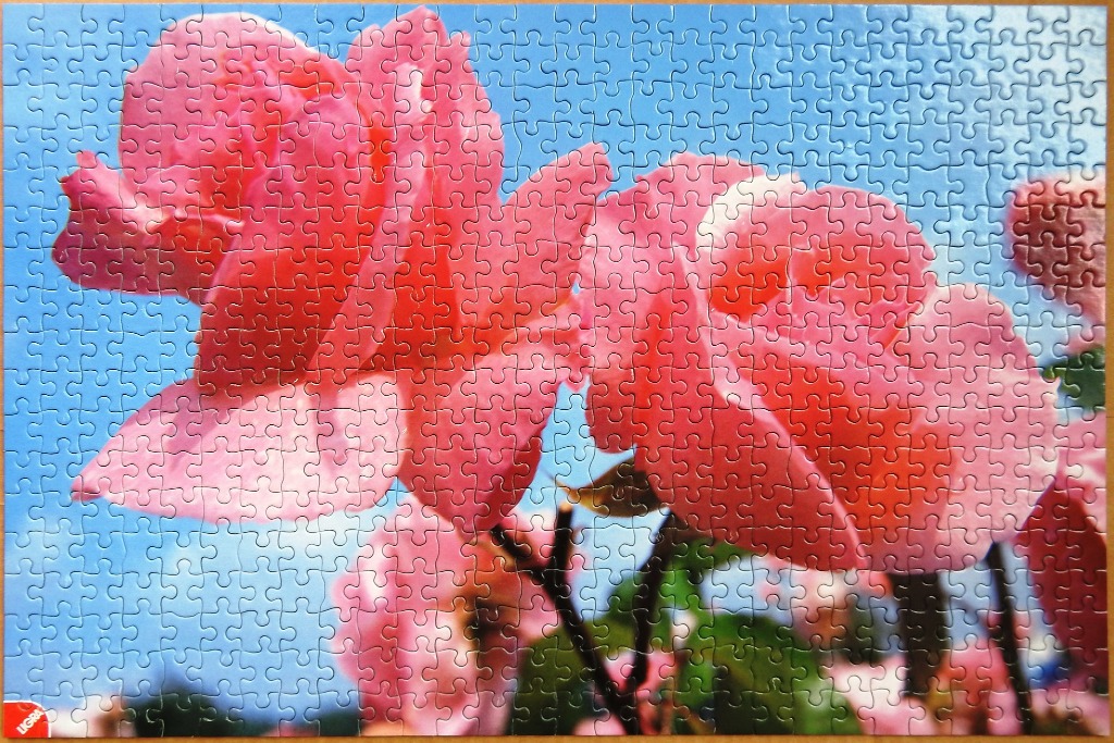 A photograph of several vibrant pink roses blooming against a clear blue sky.