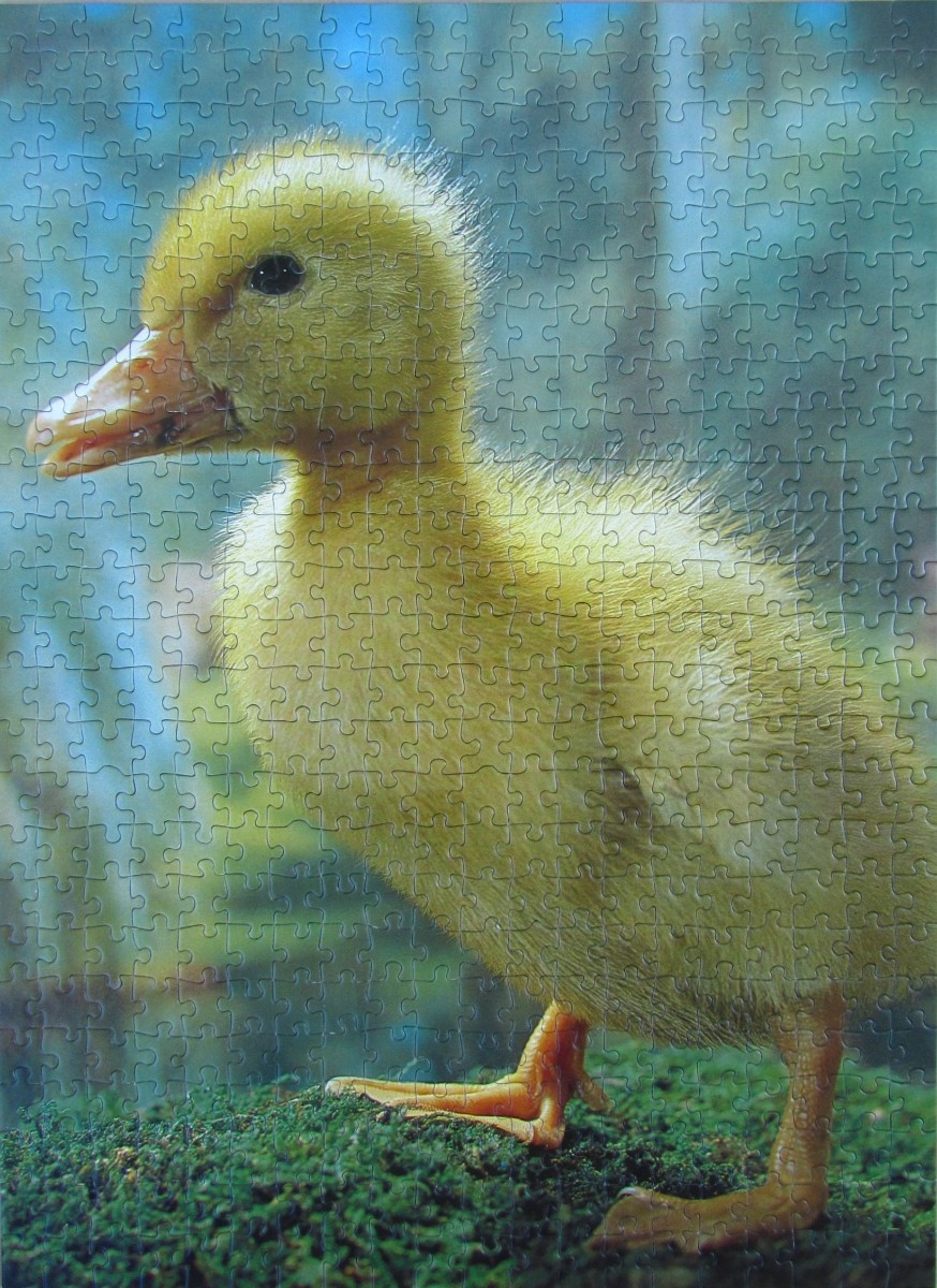 A close-up photograph of a fluffy yellow duckling standing on a patch of green moss.