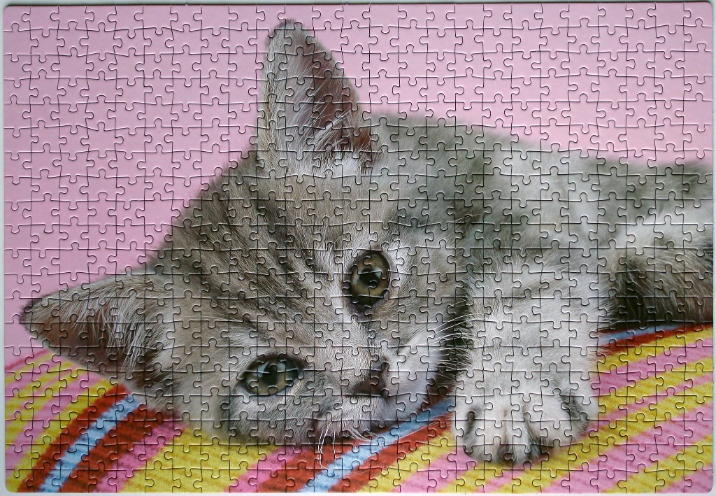 A close-up portrait of a grey tabby kitten resting on a colorful striped blanket against a solid pink background.