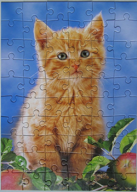 A close-up portrait of a fluffy orange kitten sitting in an orchard with apples.