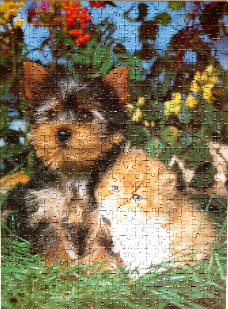 A Yorkshire Terrier puppy and a fluffy orange kitten sitting together in a grassy garden.