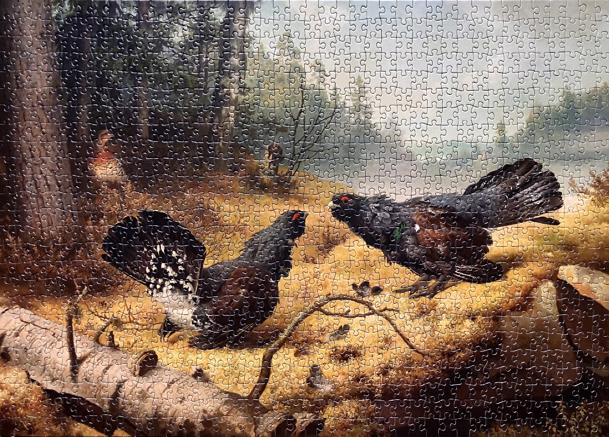 Two male capercaillie birds displaying in a forest clearing