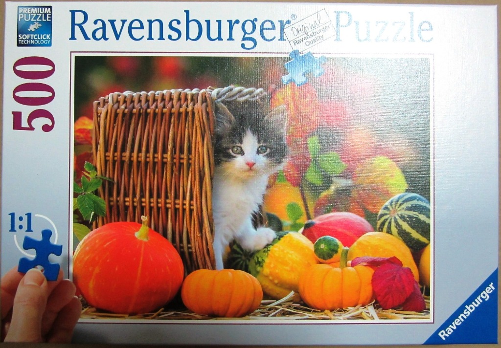 A fluffy grey and white kitten peeking out of a woven wicker basket surrounded by colorful autumn pumpkins and gourds.