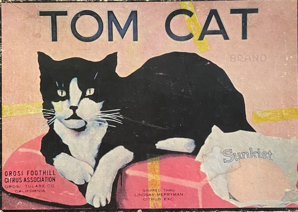 A vintage-style illustration of a black and white tuxedo cat resting on a red cushion with text surrounding it.