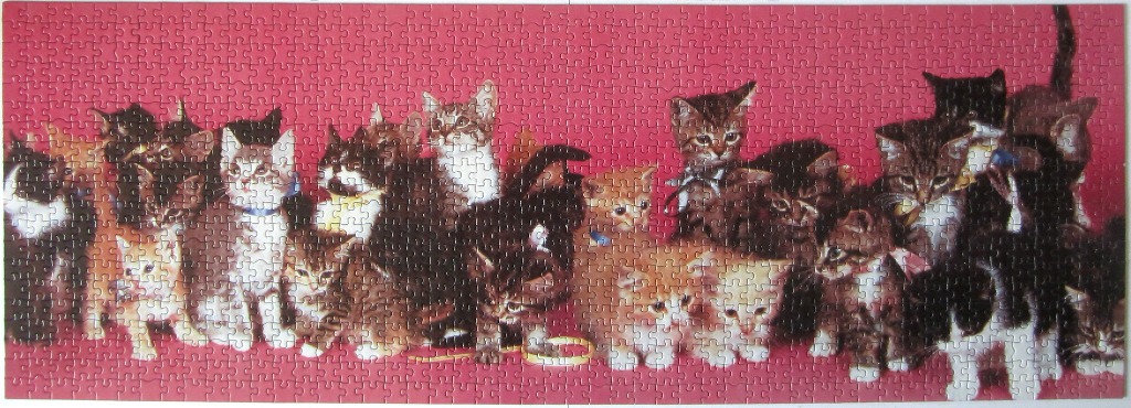 A panoramic studio photograph featuring a large group of various kittens standing against a solid red background.