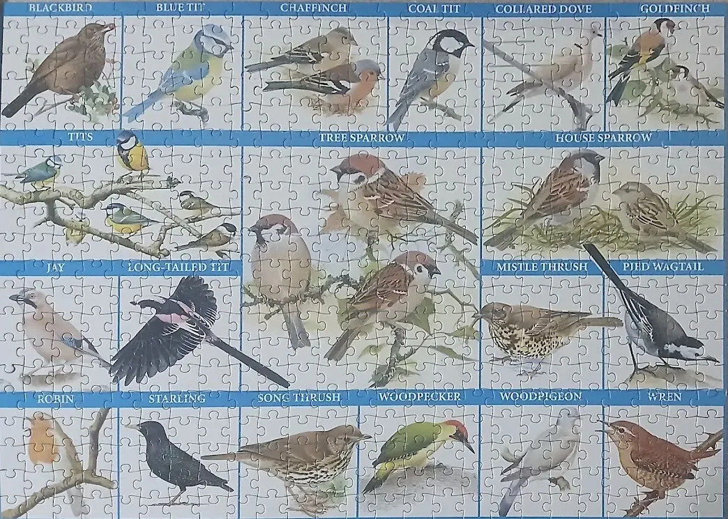 An educational grid illustration of twenty-three common British garden birds with their names printed in blue headers.