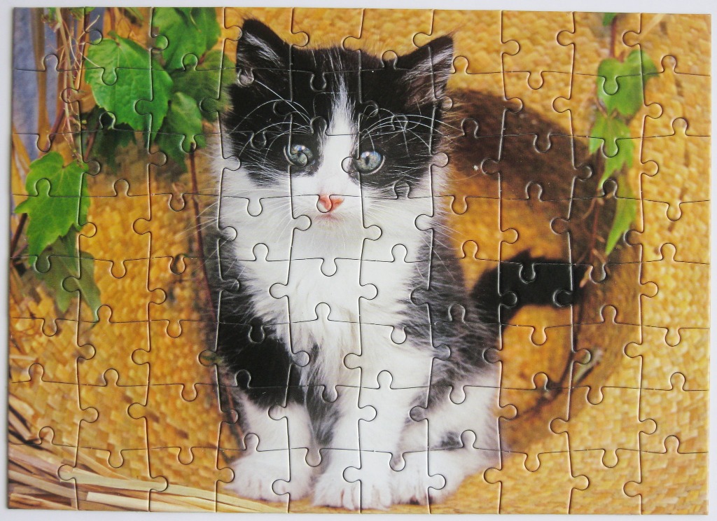 A black and white kitten sitting in front of a golden textured background with green ivy leaves on the sides.