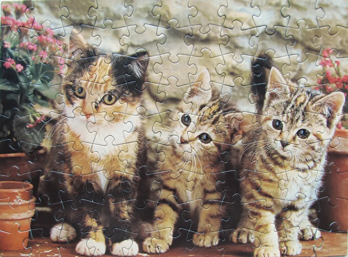 Three kittens sitting together in a garden setting with potted flowers.