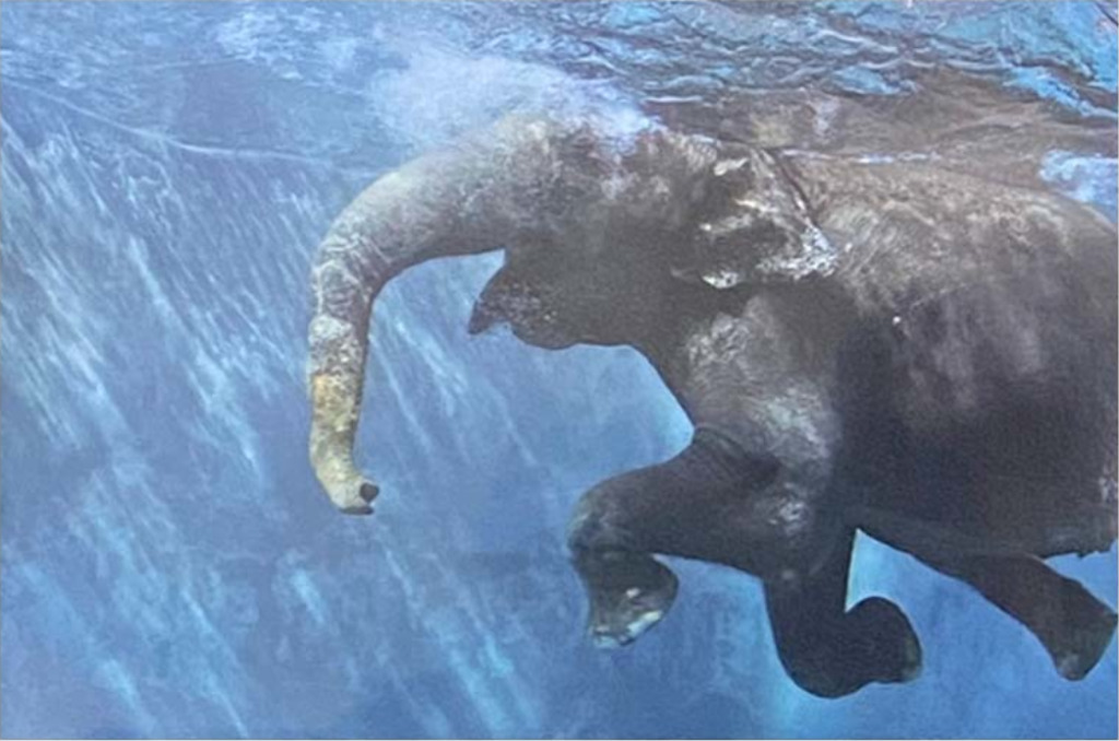 An elephant swimming underwater, viewed from the side with its trunk curled.