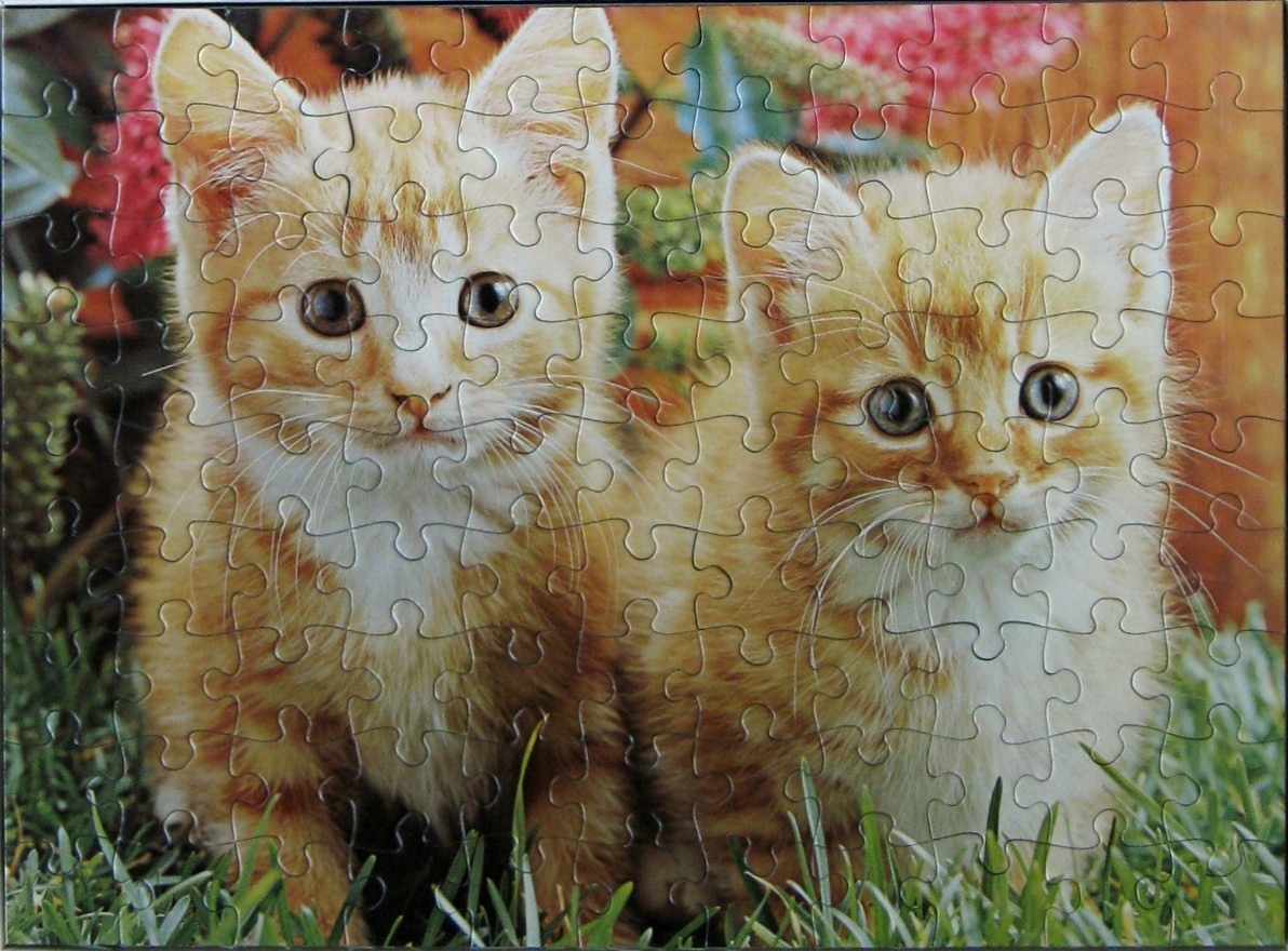 Two fluffy ginger tabby kittens sitting together in a garden setting.