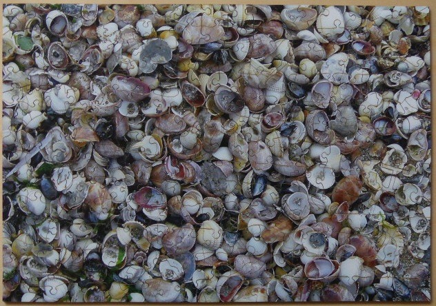 A dense, top-down collection of many small, mixed seashell fragments and whole shells on a beach.