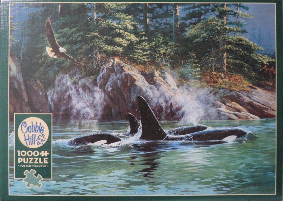 A bald eagle flies over a coastal scene with several orcas surfacing in the green water before a rocky, forested shoreline.