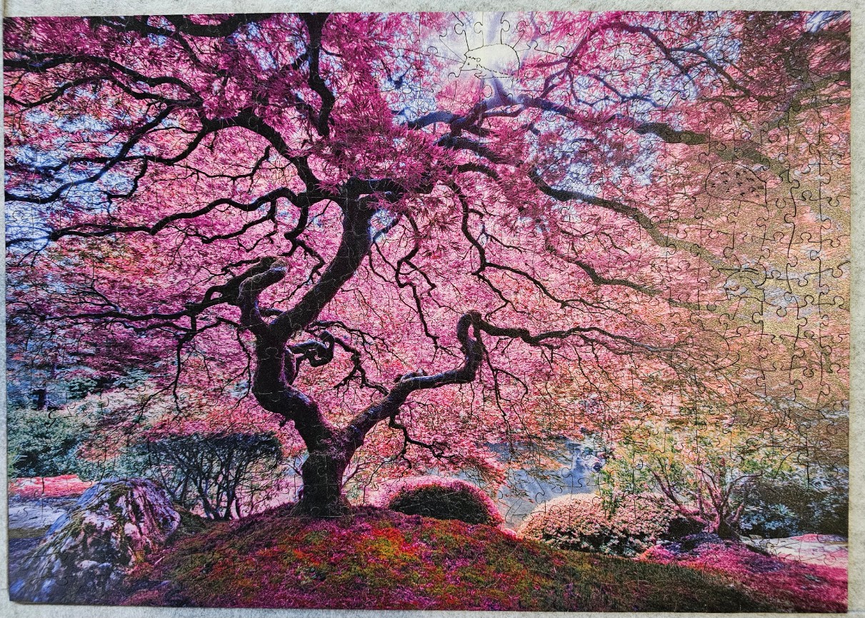 A stunning Japanese maple tree with vibrant pink and crimson leaves in a lush garden setting.