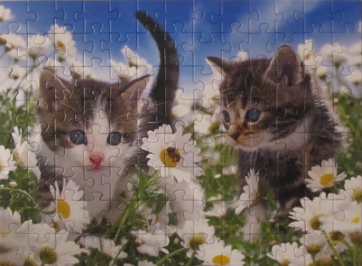 Two fluffy tabby kittens playing in a field of white daisies under a blue sky.