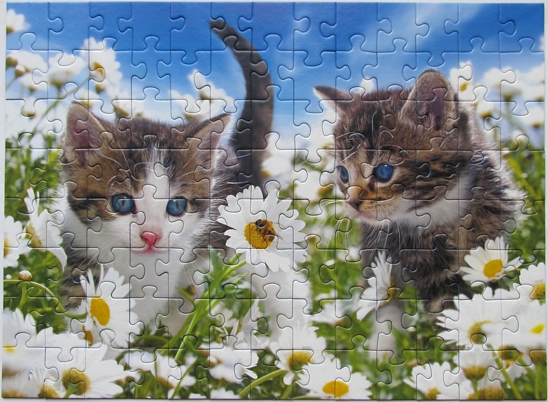 Two fluffy tabby kittens exploring a sunny field of daisies.