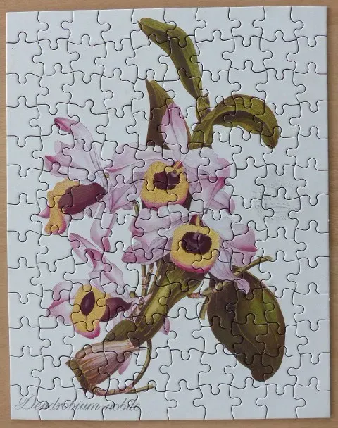 Botanical illustration of Dendrobium nobile orchid flowers against a plain white background.